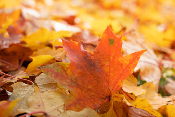 autumn, colorful  yellow leaves on blurred background	