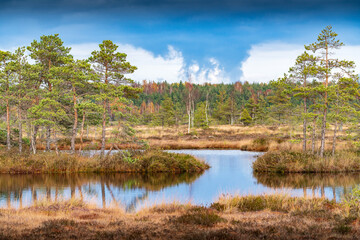 Sunrise in the bog. Icy cold marsh. Frosty ground. Swamp lake and nature. Freeze temperatures in moor. Muskeg natural environment. Beautiful trees, sky and cloud reflection in water in the fen.