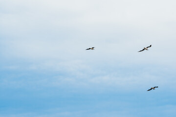 blue sky and flying stork
