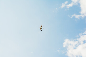 blue sky and flying stork
