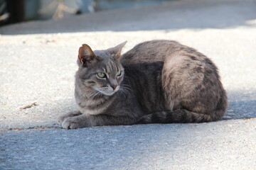 homeless cat on the road