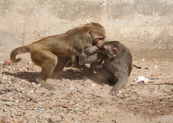 Monkey fight in Galta, India