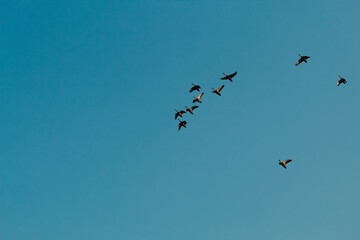 Obraz premium Flock of birds flying against the blue sky