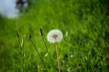 Fototapeta na wymiar Dandelion seeds and flower buds with green blurred grass background