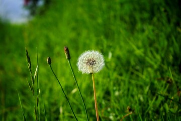 Dandelion seeds and flower buds with green blurred grass background