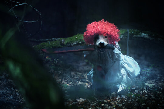 Gruseliges Hundeshooting: Clown Pennywise ist zur&uuml;ck