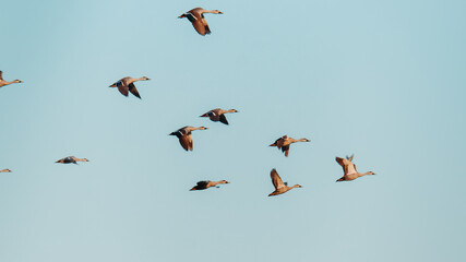 Obraz premium Flock of birds flying against the blue sky