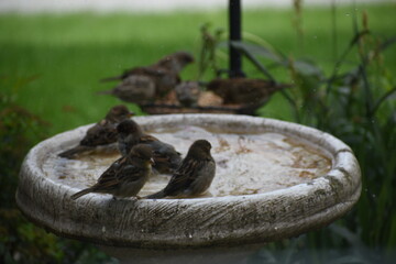 Birds at a Bird Bath