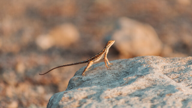 View of the brown anole lizard on a rock Stock Photo | Adobe Stock