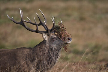 Red deer stag displaying bracken on its anlters is common sight in the rutting season