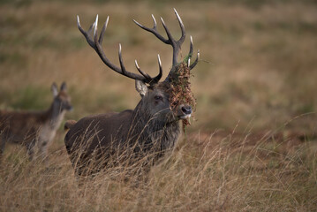 Red deer stag displaying bracken on its anlters is common sight in the rutting season
