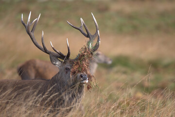 Red deer stag displaying bracken on its anlters is common sight in the rutting season