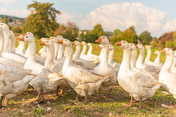 Many white fattening geese on a meadow