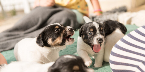 Cute Jack Russell Terrier dogs 4 weeks old. Small dog babies whine and howl. Jack Russell Terrier dogs 4 weeks old.