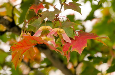 Cooper tones on maple foliage with seeds