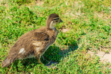 Little duckling chick on a meadow