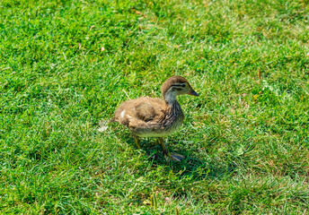 Little duckling chick on a meadow
