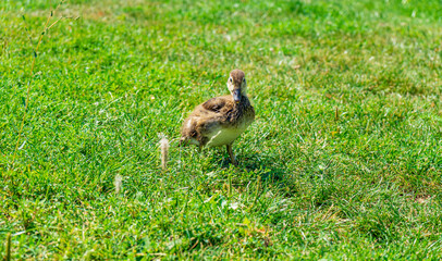 Little duckling chick on a meadow
