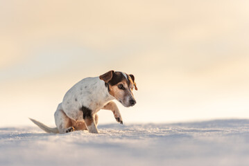 12 years old frozen Jack Russell Terrier dog is walking over a snowy meadow in winter. Dog has cold...