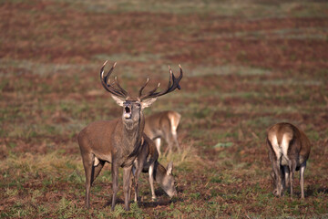 Bolving Red deer stag with Hinds