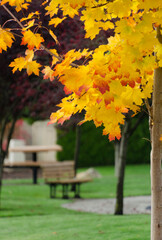 Golden and red maple crones  in suburb park