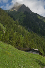 Fototapeta na wymiar Wald in den Bergen von Oberstdorf