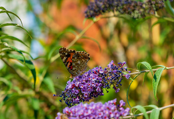 Butterfly sits on purple flowers on a bush