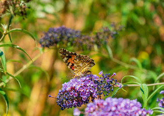 Butterfly sits on purple flowers on a bush
