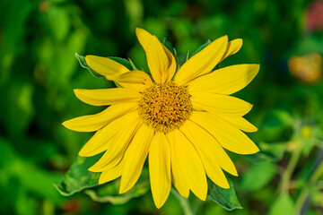 Sunflower in bright yellow in close-up