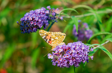 Butterfly sits on purple flowers on a bush