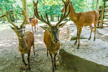 Deer with powerful antlers in a park between trees