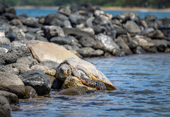 Hawaiian sea turtle on Maui