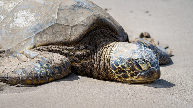 Hawaiian sea turtle resting at the beach on Maui
