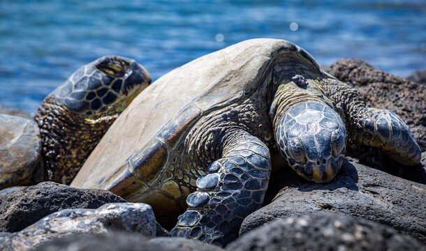 Hawaiian sea turtles resting on Maui