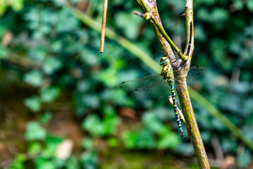 Beautiful colorful dragonfly sits on a branch
