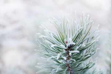 Naklejka na ściany i meble Magnificent pine tree branch under snow, winter nature details