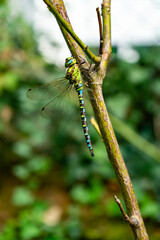 Beautiful colorful dragonfly sits on a branch