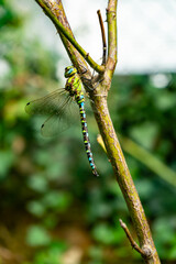 Beautiful colorful dragonfly sits on a branch