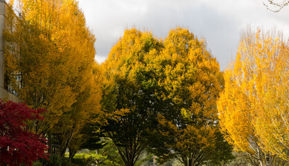 Fall season in office park in Redmond