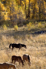 Obraz na płótnie Canvas Horses grazing in a pasture in a mountain meadow with fall colors in the background