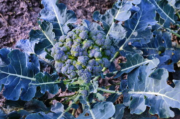 Broccoli in a pile on a market