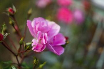 Fototapeta na wymiar pink flower close up