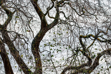 treebird in  Dublin, Ireland