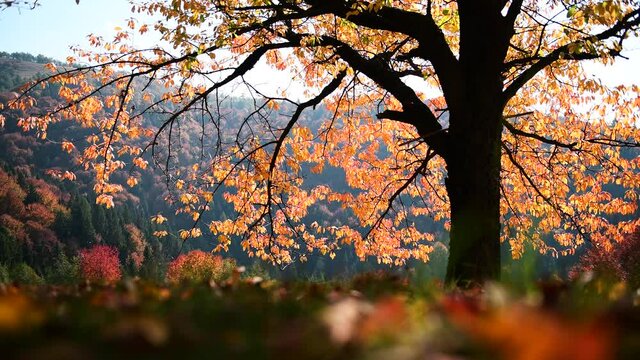 Amazing scene in autumn mountains. Alone tree with fantastic orange foliage in evening sunlight. UHD 4k video