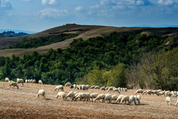 Obraz premium Sheep grazing on the Sienese hills in September