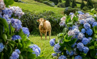 Foto op Plexiglas Cow framed by colorful hydrangea on Faial, Azores, Portugal © fnendzig