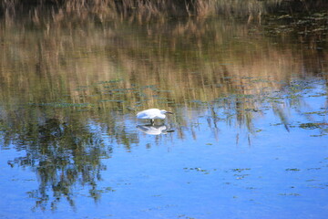 Aigrette garzette, Bassin d'Arcachon