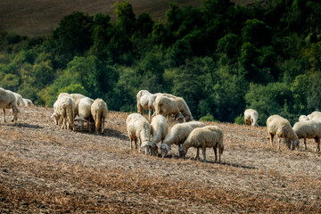 Obraz na płótnie Canvas Sheep grazing on the Sienese hills in September