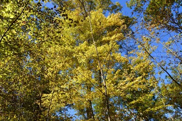 yellow tree in autumn