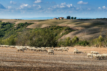 Fototapeta na wymiar Sheep grazing on the Sienese hills in September